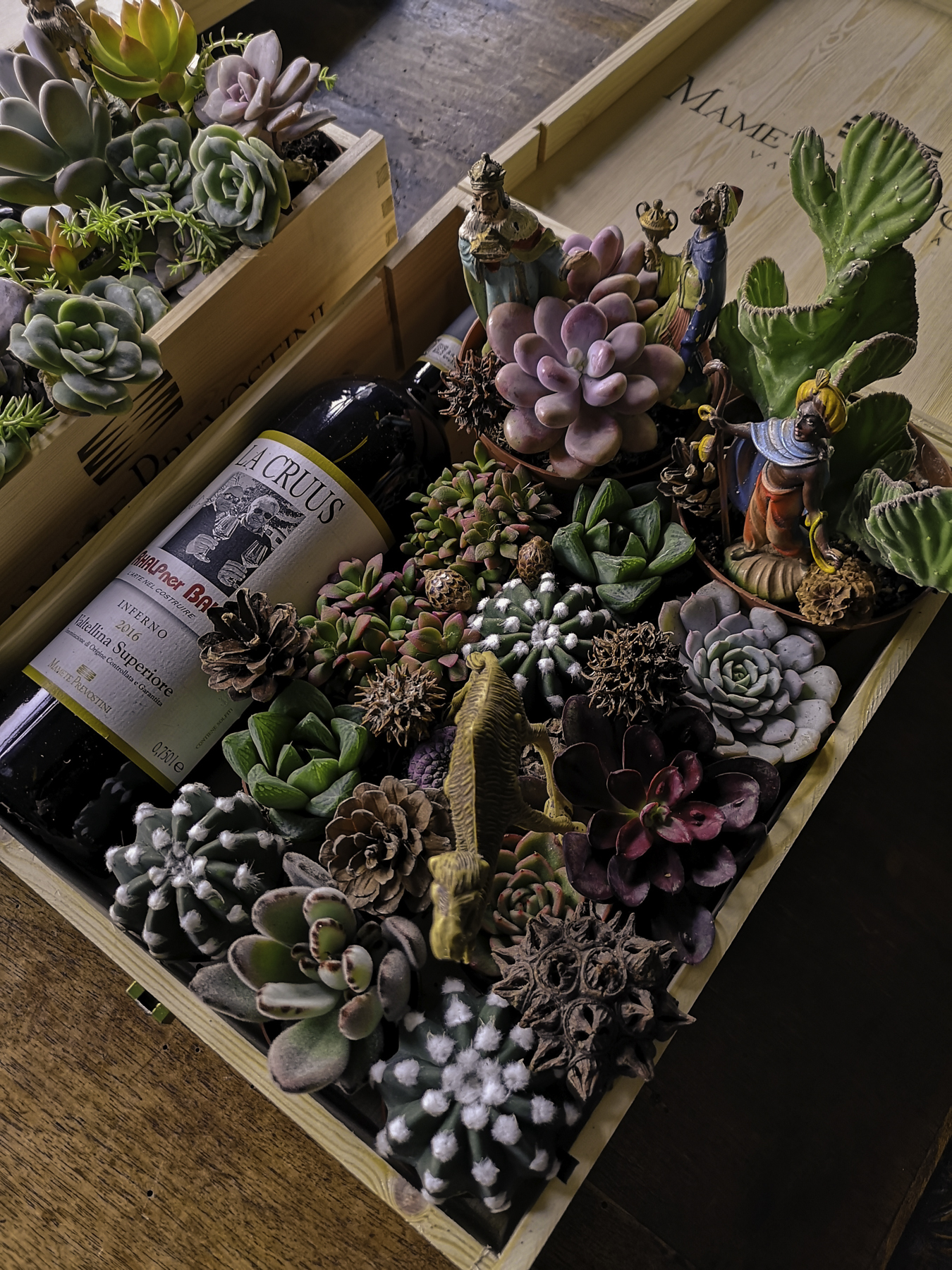  Blossomzine per cactus mania, bottiglia di vino e succulente idea regalo 