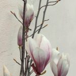 magnolia-da-mangiare-blossomzine-5