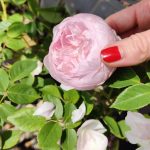 blossomzine-terrazzo-rose-5
