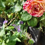 blossomzine-terrazzo-rose-screziate-2