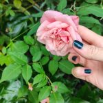 Blossomzine-rose-a-novembre-4