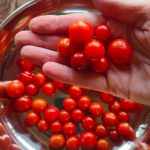 Blossomzine-pomodori-selvatici-Solanum-pimpinellifolium-coltivazione-11-di-11