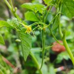Blossomzine-pomodori-selvatici-Solanum-pimpinellifolium-coltivazione-4-di-11