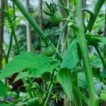 Blossomzine-pomodori-selvatici-Solanum-pimpinellifolium-coltivazione-5-di-11