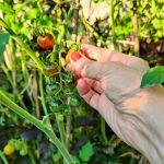 Blossomzine-pomodori-selvatici-Solanum-pimpinellifolium-coltivazione-9-di-11