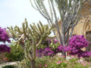 Alexander Hardcastle e la Villa Aurea