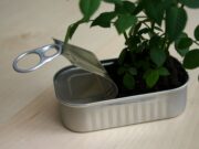 Mini rose in scatola di sardine