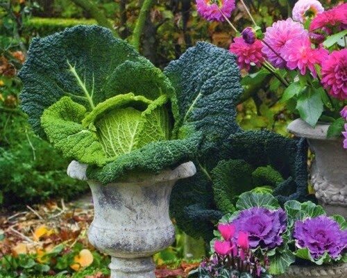 Cavoli ornamentali e bouquet da sposa originali!