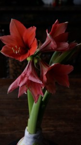 dana garden design BAKKER 2