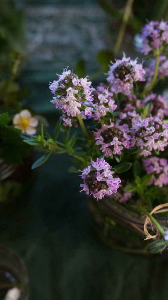 Blossom zine BLOG erbe spontanee3