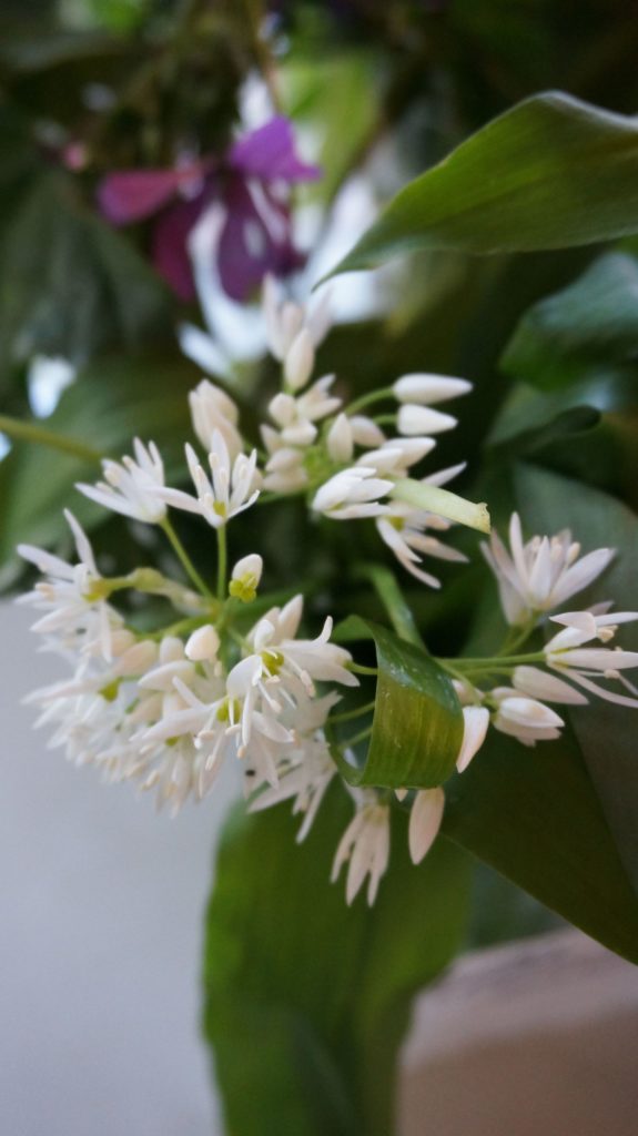 Blossom zine BLOG erbe spontanee4