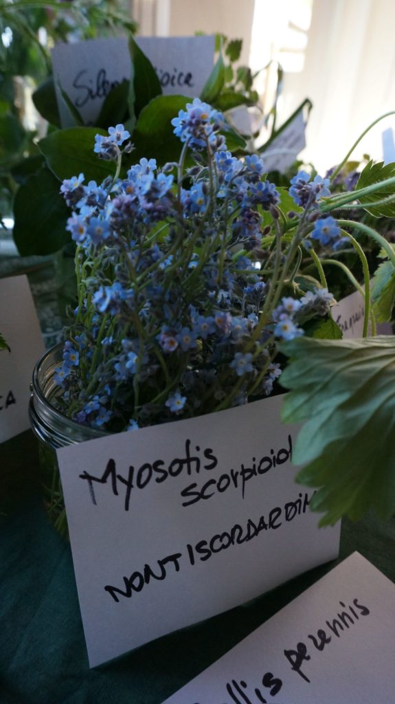Blossom zine BLOG erbe spontanee6