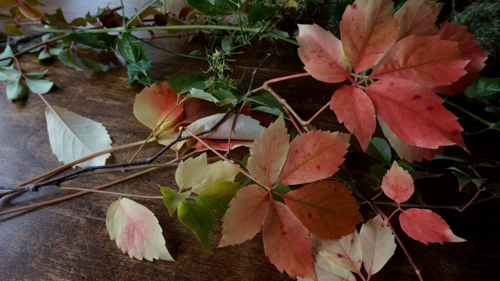 blossom zine blog nature morte 01