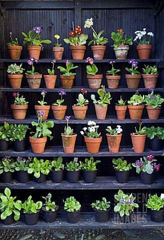 PRIMULA AURICULA THEATRE.