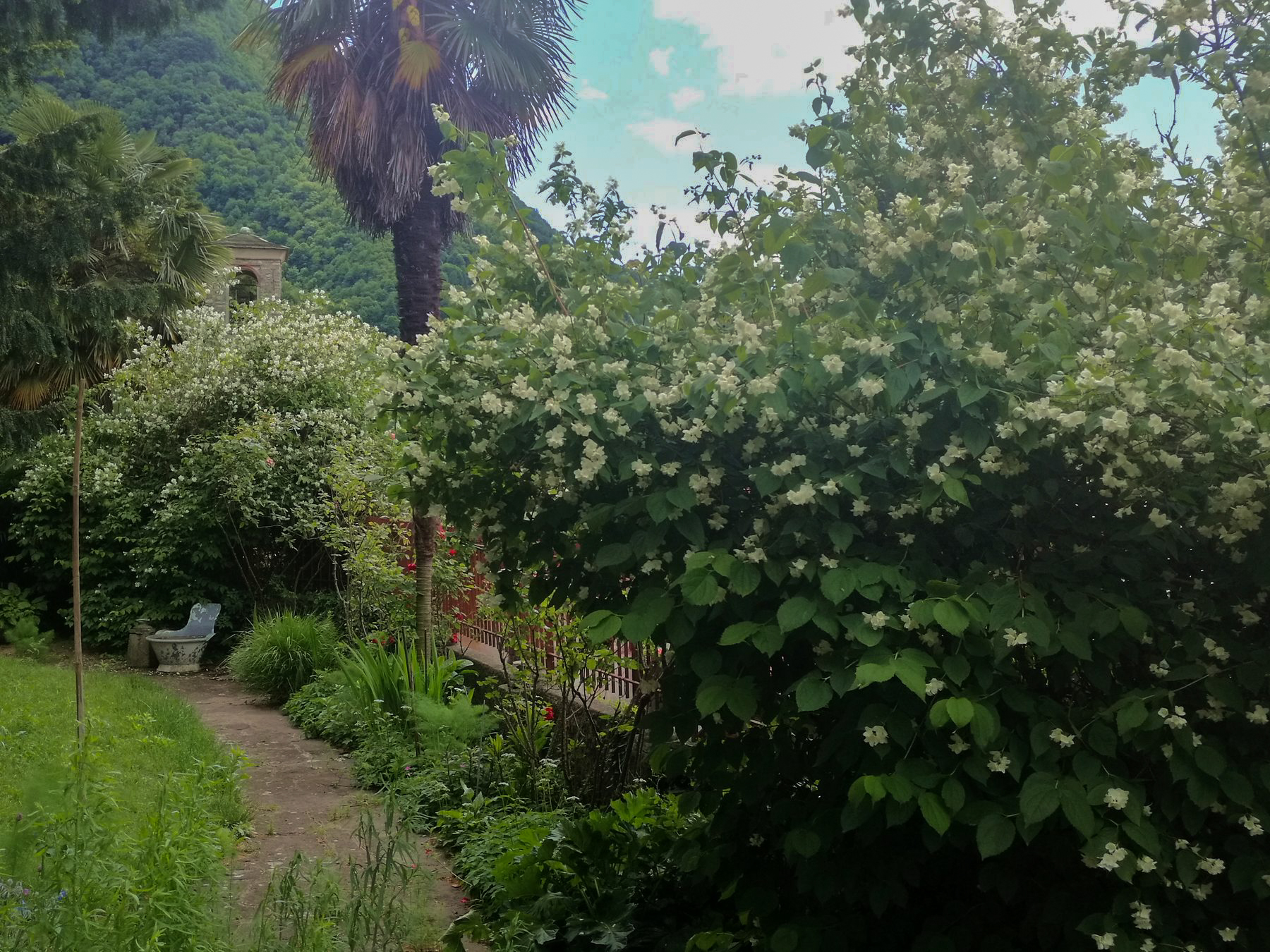 Philadelphus coronarius