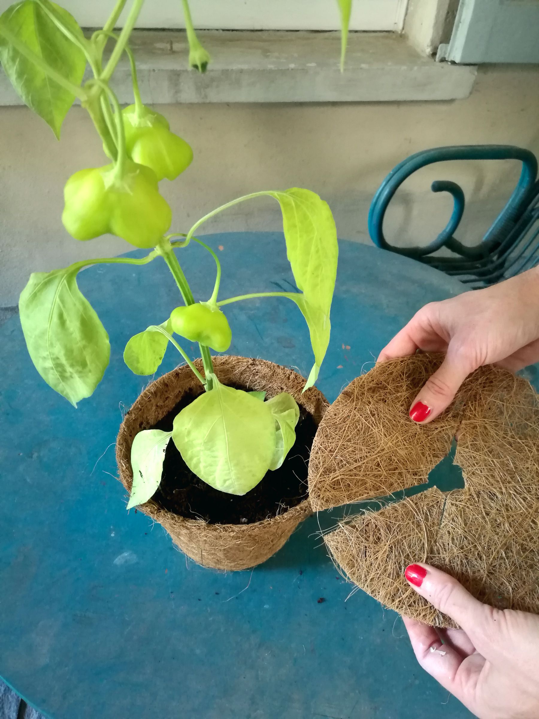 Vasi in fibra di cocco Blossom zine Poku giardini Vasi in fibra di cocco Blossom zine Poku giardini