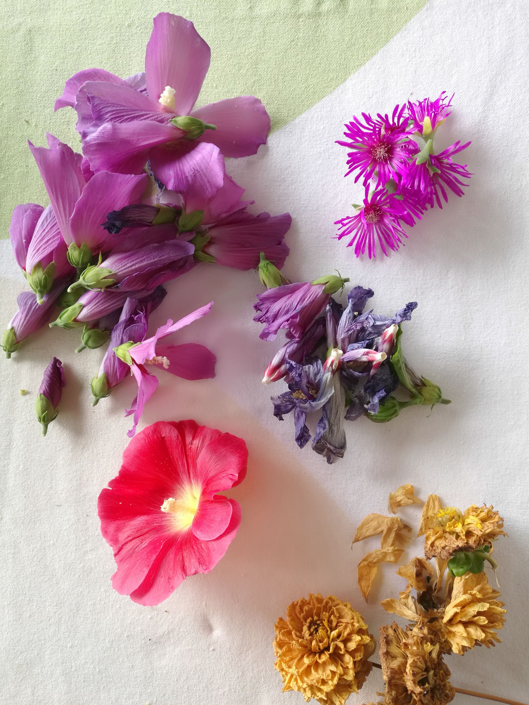 blossom zine tingere con i fiori