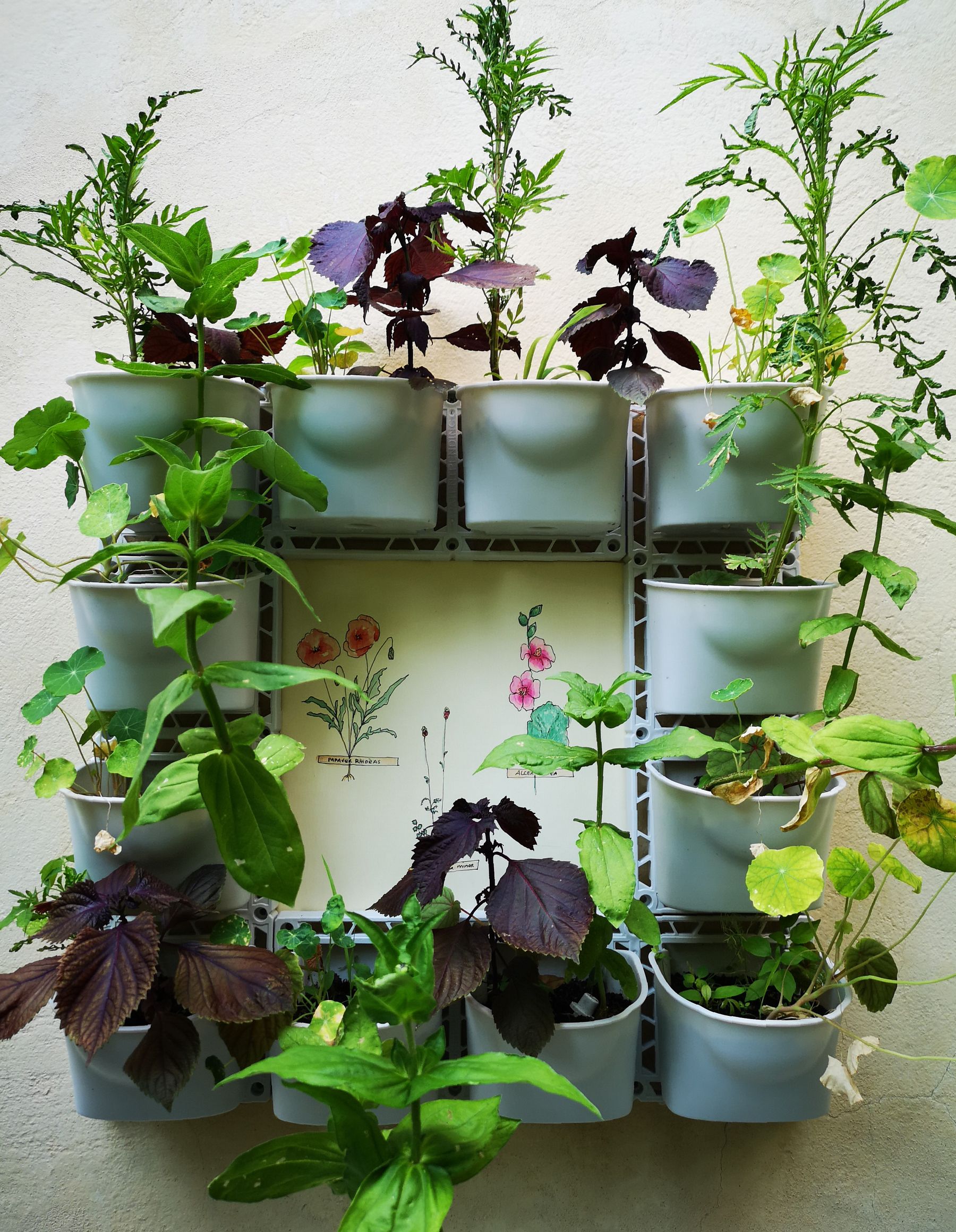 Blossom zine vertical garden Verdemax