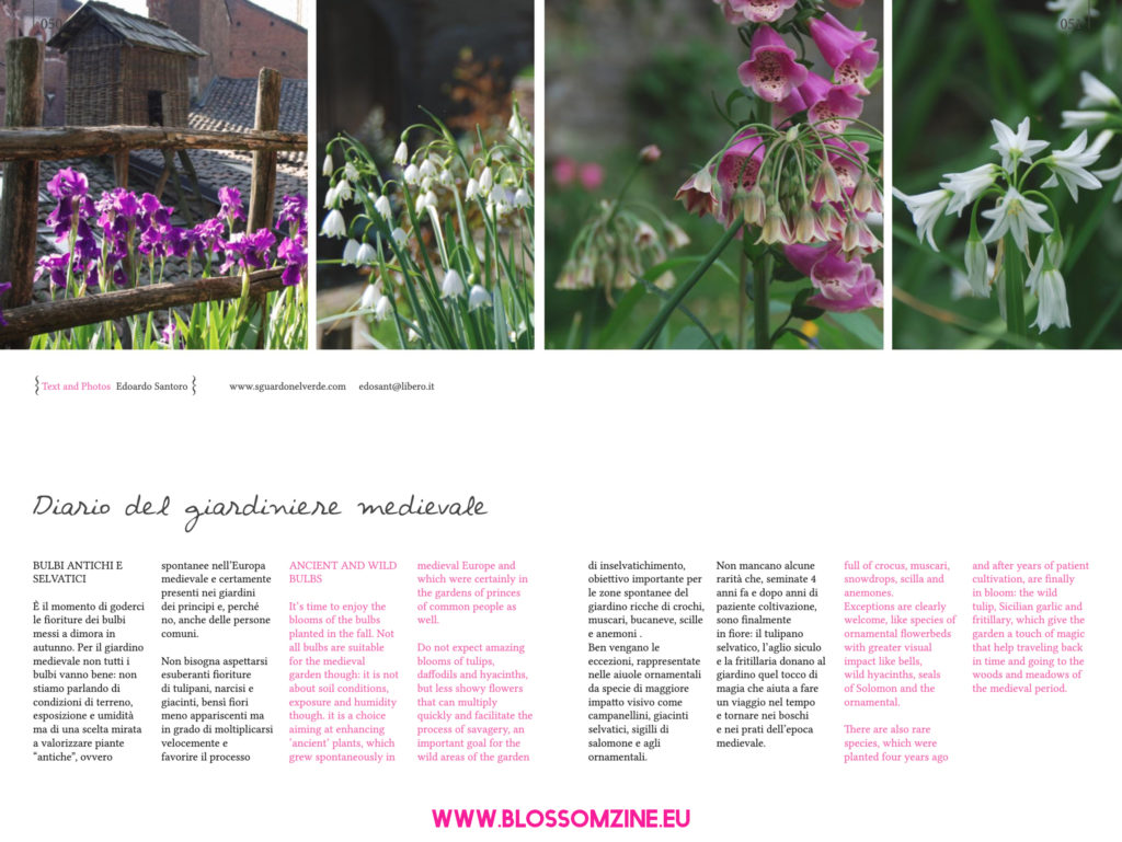 Bulbi antichi e selvatici per il giardino medievale