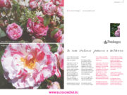 Le rose italiane, la storia delle rose in Italia dall’Ottocento a oggi / Andrew Hornung Le rose italiane LIBRO