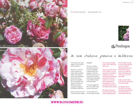 Le rose italiane, la storia delle rose in Italia dall’Ottocento a oggi / Andrew Hornung Le rose italiane LIBRO