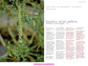 Allergia all’Ambrosia artemisiifolia