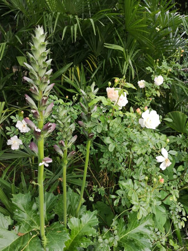 blossomzine-fiori-da-giardino-dimenticati-5