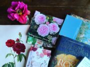 Prendersi cura delle rose, POST da salvare, potare, concimare e curare dagli afidi