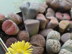 Lithops le pietre viventi + scheda coltivazione