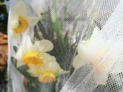 Oxythyrea funesta in giardino, cosa fare?