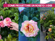 Come progettare un roseto 3 IDEE in un video