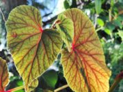 FIORI interessanti in autunno LISTA