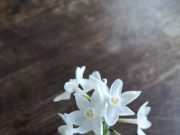 Come forzare i bulbi in inverno