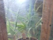 A cosa serve la fibra di cocco per le piante?