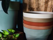 Come rinvasare una pianta e come scegliere i colori dei vasi per casa