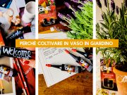 Perchè coltivare delle piante in VASO in giardino