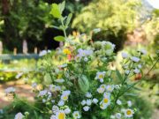 Ho tagliato il prato con un rasaerba a batteria