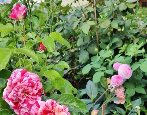 Proteggere la biodiversità in giardino: 5 consigli ispirati dalla RHS