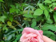 Le rose fioriscono fino ai geli