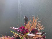 Tendenze fiori 2023 visti a Milano /1