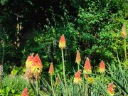 IDEE PIANTE COLORATE Giardino mediterraneo per farsi ispirare