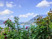 Come realizzare un terrazzo che sembra un giardino