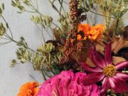 Come creare un giardino o un’aiuola per le farfalle?