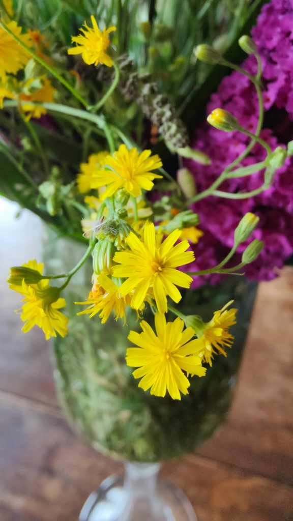 Crepis capillaris