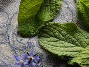 Come cucinare la borragine? CRUDA O COTTA?