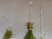 Essiccare i fiori in estate ( se non piove si può fare )