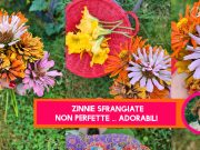 Zinnie sfrangiate, non perfette… adorabili