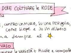 Scopri il fascino del giardinaggio con un regalo esclusivo! Blossomzine scheda sulle rose part