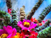 Un arcobaleno di colori: seminiamo le zinnie