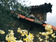Edgeworthia chrysantha: fioritura invernale e profumata in giardino